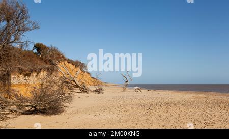 Skelettbäume liegen am Strand von Covehithe, Suffolk, Großbritannien Stockfoto