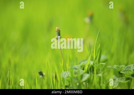 Gelber Löwenzahn wächst in frischem grünen Gras. Stockfoto