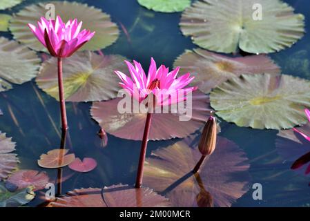 Zwei rosa Lotusblüten mit Knospe im Teich, Nelumbo nucifera, heiliger Lotus, Laxmi Lotus, indischer Lotus, Chikhli, Navsari, Gujarat, Indien, Asien Stockfoto