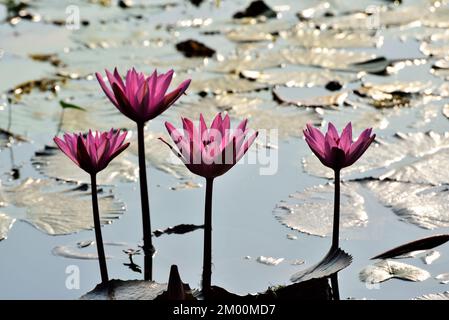 Vier rosa Lotusblüten im Teich, Nelumbo nucifera, heiliger Lotus, Laxmi Lotus, indischer Lotus, Chikhli, Navsari, Gujarat, Indien, Asien Stockfoto