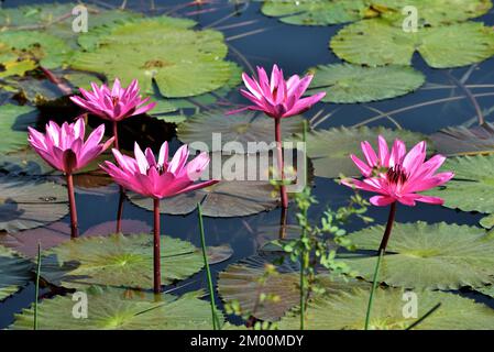 Fünf rosa Lotusblüten im Teich, Nelumbo nucifera, heiliger Lotus, Laxmi Lotus, indischer Lotus, Chikhli, Navsari, Gujarat, Indien, Asien Stockfoto