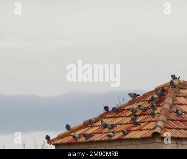 Turm eines verlassenen Gebäudes mit Tauben auf dem Dach an einem bewölkten Tag. Kopierraum. Selektiver Fokus. Stockfoto