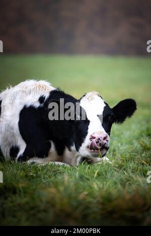 Großaufnahme einer lustigen schwarz-weißen Kuh, die auf grünem Gras lag und in Deutschland ihre Zunge herausragte Stockfoto