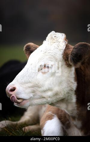 Großaufnahme einer lustigen braunen und weißen Kuh, die auf grünem Gras lag und ihre Zunge in Deutschland herausragte Stockfoto