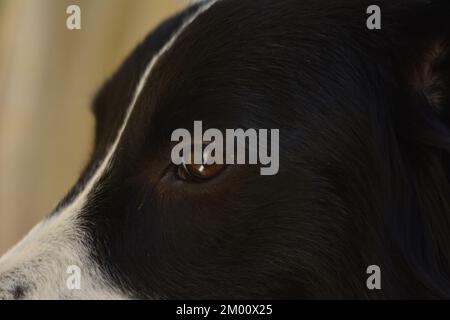 Augen eines Border Collie-Hundes mit schwarz-weißen Streifen. Foto im Zoom-Stil Stockfoto