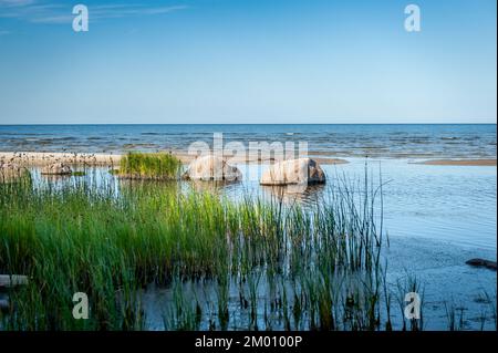 Schilf an der Ostsee mit Felsbrocken an einem sonnigen Tag. Ruhnu Island, Estland. Stockfoto