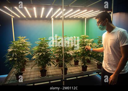 Bangkok, Thailand. 03.. Dezember 2022. Ein Besucher, der während der Asia International Hemp Expo 2022 im Queen Sirikit National Convention Center in Bangkok die Cannabispflanzen unter der LED ansieht, lässt Licht für Cannabis wachsen. Die Asia International Hemp Expo 2022, die im Queen Sirikit National Convention Center stattfand, zielte darauf ab, Thailand als Hanfzentrum Asiens zu positionieren und Informationen, Bewusstsein und nachhaltigere Lösungen für die Zukunft von Hanf in Thailand bereitzustellen. (Foto: Peerapon Boonyakiat/SOPA Images/Sipa USA) Guthaben: SIPA USA/Alamy Live News Stockfoto