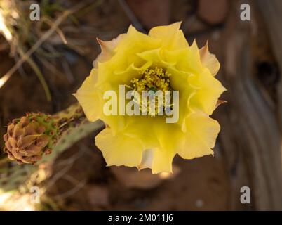 Gelbe Tulip Prickly Pear Cactus Blossom im Zion-Nationalpark Stockfoto