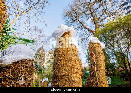 Musa basjoo im RHS Garden Wisley, Surrey, Südostengland, Großbritannien, durch Stroh vor Frost und kaltem Wetter geschützt Stockfoto