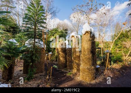 Musa basjoo im RHS Garden Wisley, Surrey, Südostengland, Großbritannien, durch Stroh vor Frost und kaltem Wetter geschützt Stockfoto