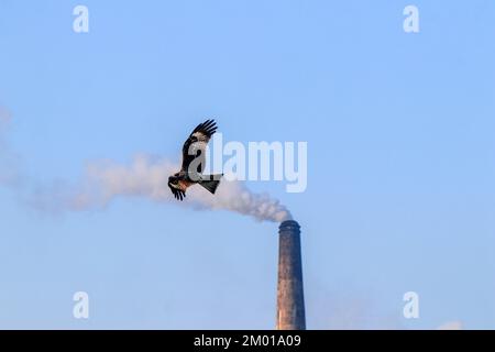 Dhaka, Dhaka, Bangladesch. 3.. Dezember 2022. Am 3. Dezember 2022 kam Rauch aus dem Ofen auf einem Ziegelfeld am Stadtrand von Dhaka, Bangladesch. (Kreditbild: © Abu Sufian Jewel/ZUMA Press Wire) Stockfoto