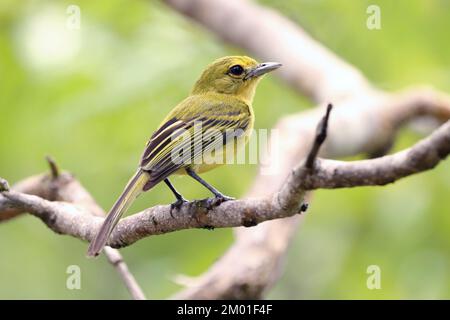 Gelbbrustschnäpper (Tolmomyias flaviventris), isoliert, hoch oben auf einem Ast. Vogel-Nahaufnahme Stockfoto