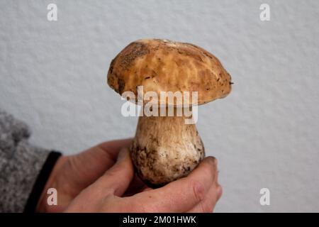 Hand hält große frische Schweinefilze. Herbsternte. Stockfoto