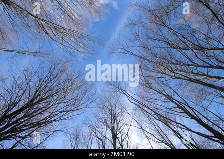Himmel im Herbstwald Stockfoto
