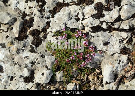 Wilder Thymian auf Felsen am Rand der Flussmündung des Flusses Kent in Sandside, Milnthorpe, Cumbria, England, Großbritannien Stockfoto