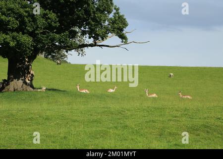 Schwarzhirsche und Schafe, die unter einem Baum in den Dallam Towers, Milnthorpe, Cumbria, England, Großbritannien, ruhen Stockfoto