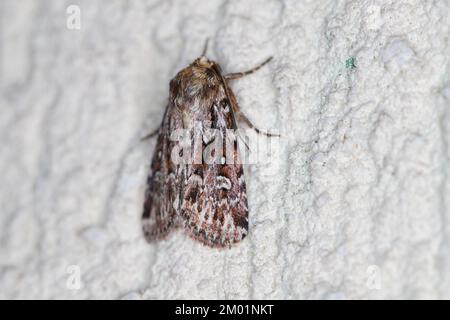 Detaillierte Nahaufnahme der True Lover's Knot Motte, Lycophotia porphyrea, die an der Wand sitzt. Stockfoto