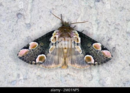 RosenEule, Thyatira Batis, sitzt an der Wand. Stockfoto