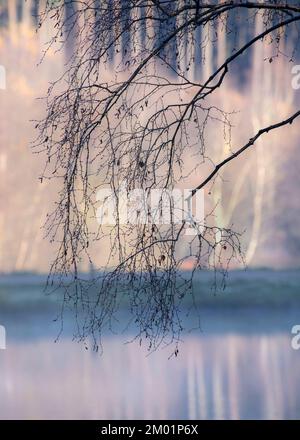 Künstlerische abstrakte und impressionistische Fotografie in Farbtönen und Farbtönen der Wälder und Wälder von Cannock Chase mit Designelementen Stockfoto