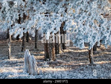 Starker Frost klammert sich im Frühwinter auf Cannock Chase AONB (Gebiet von außergewöhnlicher natürlicher Schönheit) in Staffordshire, England, Großbritannien, an Bäumen an Stockfoto