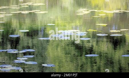 Halbabstraktes Farbfoto, das Waldgewässer in einer wirklich wilden Umgebung zeigt, das Bild ist eine abstrakte Farbe mit einem nahezu impressionistischen Stil, Stockfoto