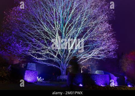 Harrogate, Großbritannien - 02.. Dezember 2022. Glow Festival im RHS Harlow Carr. Kredit: Jill ODonnell/Alamy Live News Stockfoto