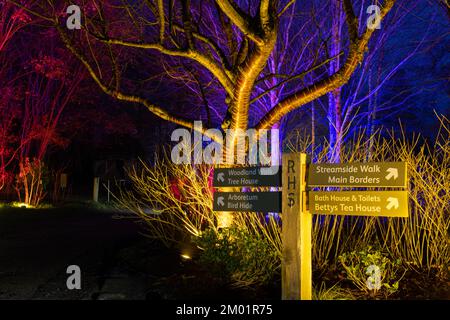 Harrogate, Großbritannien - 02.. Dezember 2022. Glow Festival im RHS Harlow Carr. Kredit: Jill ODonnell/Alamy Live News Stockfoto