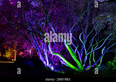 Harrogate, Großbritannien - 02.. Dezember 2022. Glow Festival im RHS Harlow Carr. Kredit: Jill ODonnell/Alamy Live News Stockfoto