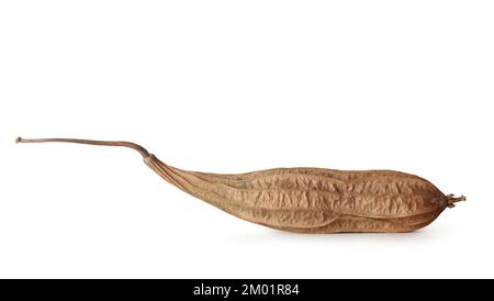 Getrockneter, abgewinkelter Luffa, isoliert auf weißem Hintergrund, auch bekannt als gerippter Kürbis oder chinesische Okra, trocknet Gemüse zur Ernte oder zum Sammeln von Samen Stockfoto