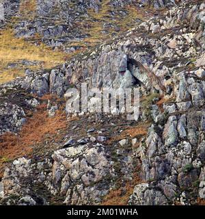 Naturfoto der Geologie, das zufällige Muster, Textur, Form zeigt, mit einer subtilen Farbpalette in einem halbabstrakten Stil im Nantgwynant Valley Stockfoto