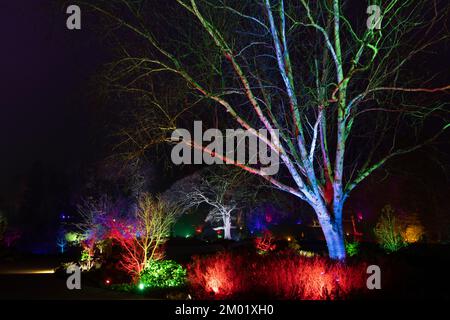 Harrogate, Großbritannien - 02.. Dezember 2022. Glow Festival im RHS Harlow Carr. Kredit: Jill ODonnell/Alamy Live News Stockfoto