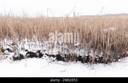 Winterlandschaft mit trockenem Schilf in weißem Schnee und Eis an einem bewölkten Tag, natürliches Hintergrundfoto Stockfoto