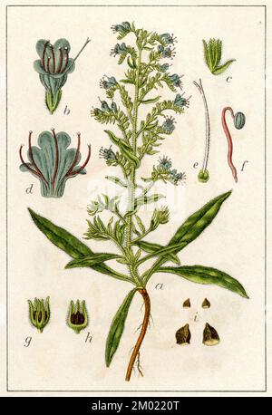 viper's Bugloss Echium vulgare, (Botanisches Buch, 1903), gewöhnlicher Natternkopf Stockfoto