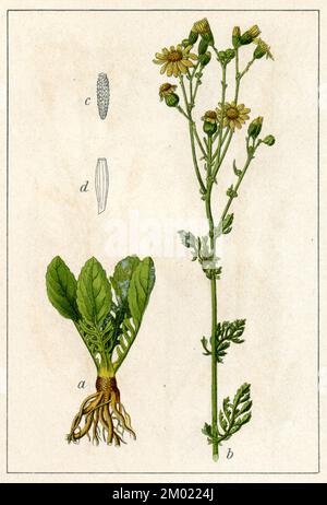 Stinkender willie Senecio jacobaea, (Botanikbuch, 1905), Jakobs-Greiskraut Stockfoto