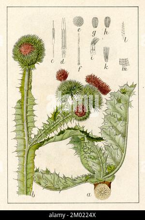 Baumwoll-Distel Onopordum Acanthium, (Botanisches Buch, 1906), Eselsdistel Stockfoto