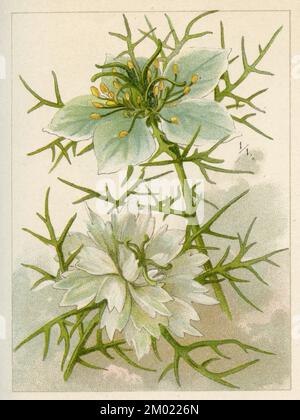 Teufel im Busch Nigella damascena (Gartenbuch 1896), Jungfer im Grünen Stockfoto