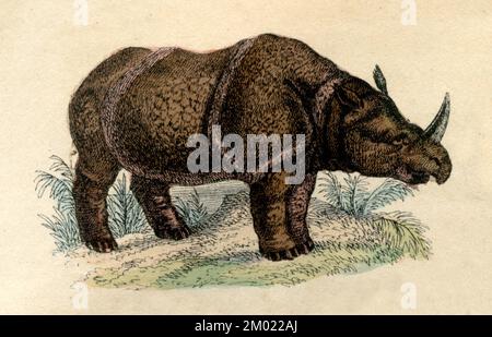 Indisches Nashorn Rhinoceros unicornis (Naturgeschichtbuch, 1861), Panzernashorn Stockfoto