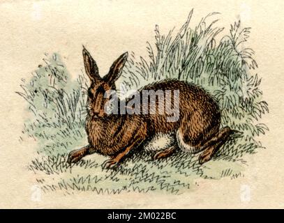 Europäischer Hase Lepus europaeus, (Naturgeschichtbuch, 1861), Feldhase Stockfoto