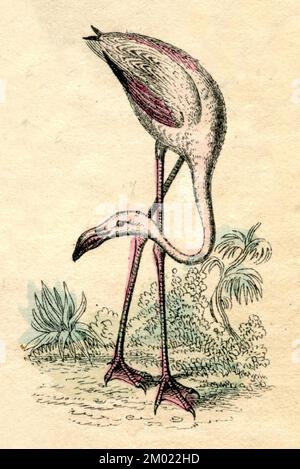 Großflamingo Phoenicopterus roseus, (Naturgeschichtbuch, 1861), Rosaflamingo Stockfoto