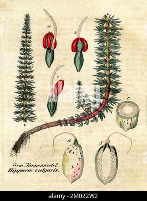 Maisschwanz Hippuris vulgaris, (Botanisches Buch, 1850), Tannenwedel Stockfoto