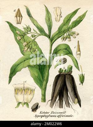 Comfrey Symphytum officinale, (Botanisches Buch, 1850), Echter Beinwell Stockfoto