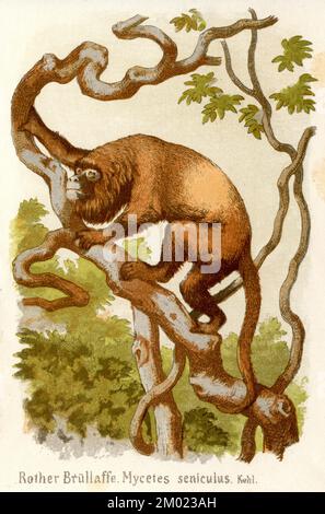 Venezolanischer roter Brüllaffe Alouatta seniculus, (Biologiebuch, 1884), Roter Brüllaffe Stockfoto