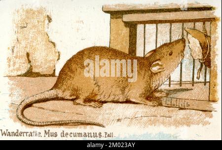 Braune Ratte Rattus norvegicus, (Biologiebuch, 1884), Wanderratte Stockfoto