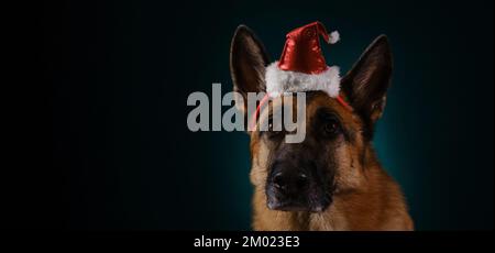 Das Konzept des Haustieres, Weihnachten als Menschen zu feiern. Deutscher Schäferhund mit rotem Weihnachtsmann-Hut, Porträt-Nahaufnahme. Studiofoto auf dunkelblauem Hintergrund. Stockfoto