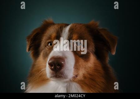 Studioporträt eines braunen australischen Hirten. Vollblut-Hund auf dunkelgrünem Hintergrund Nahaufnahme des Kopfes, schauen Sie vorsichtig nach vorne mit ernstem Gesicht. Aussi Stockfoto