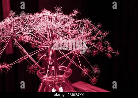 Die Hogweed-Blüte hat die Blume getrocknet. Trockene Heracleum-Pflanze gegen den Sonnenuntergang rosa blauer Himmel. Naturhintergrund. Eine Vase mit einem Hogweed-Ast Stockfoto