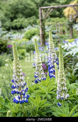 Lupinen in voller Blüte im Garten eines englischen Landhauses in Oxfordshire. Stockfoto