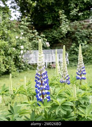 Lupinen in voller Blüte im Garten eines englischen Landhauses in Oxfordshire. Stockfoto