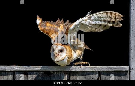 Common Barn Owl (Tyto alba), Abfahrt von der Scheunenfensterkante Stockfoto