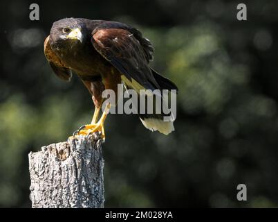 Harris Hawk ( Parabuteo Unicinctus ), Hoch Oben Auf Einem Baumstumpf Und Mit Blick Nach Hinten Stockfoto